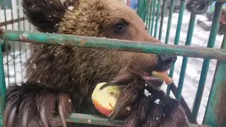 Спасенный на Байкале медвежонок Ёжик переехал в Карелию