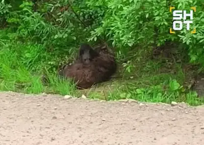 Осиротевший медвежонок безутешно оплакивал мать на трассе в Иркутской области