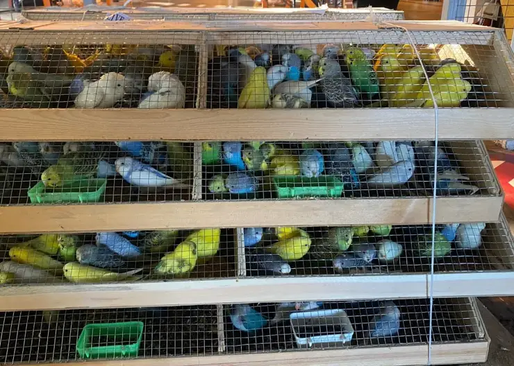 В Красноярск привезли больше тысячи попугаев