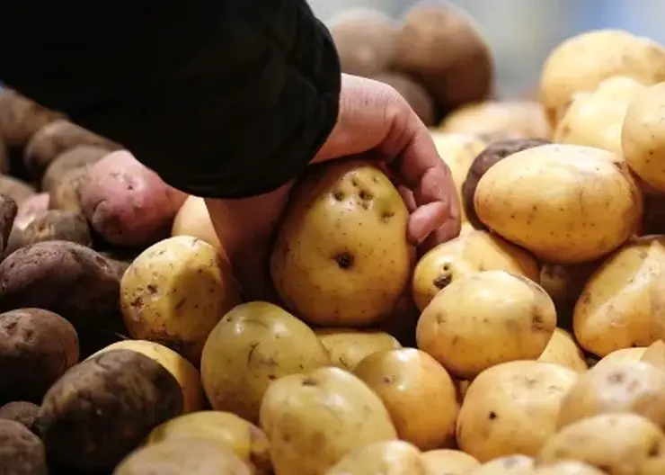 Заморозки ударили по картофельным полям Томской области