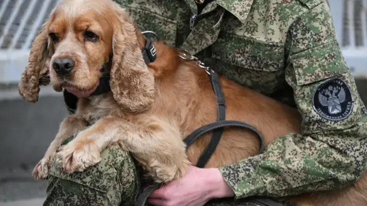 Служебные собаки сибирской таможни предотвратили более 1700 правонарушений за год