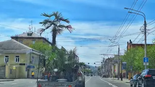 Улицы Красноярска покидают пальмы и туи Улицы Красноярска покидают пальмы и туи