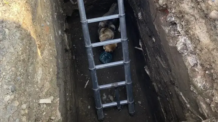 Упавшую в колодец собаку спасли в Енисейске Красноярского края