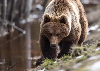 Вблизи Сосновоборска велосипедисты встретили медведя