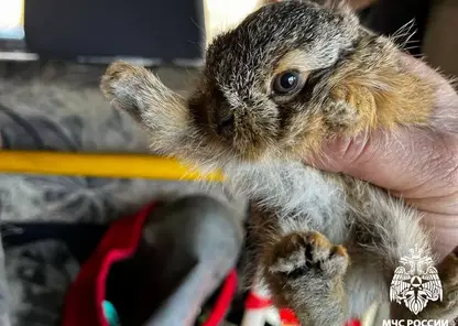 Сотрудники МЧС спасли зайчонка в Кемеровской области (видео)