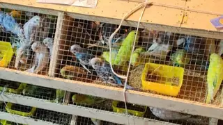 В Красноярске на карантин отправили новую партию попугаев из Киргизии