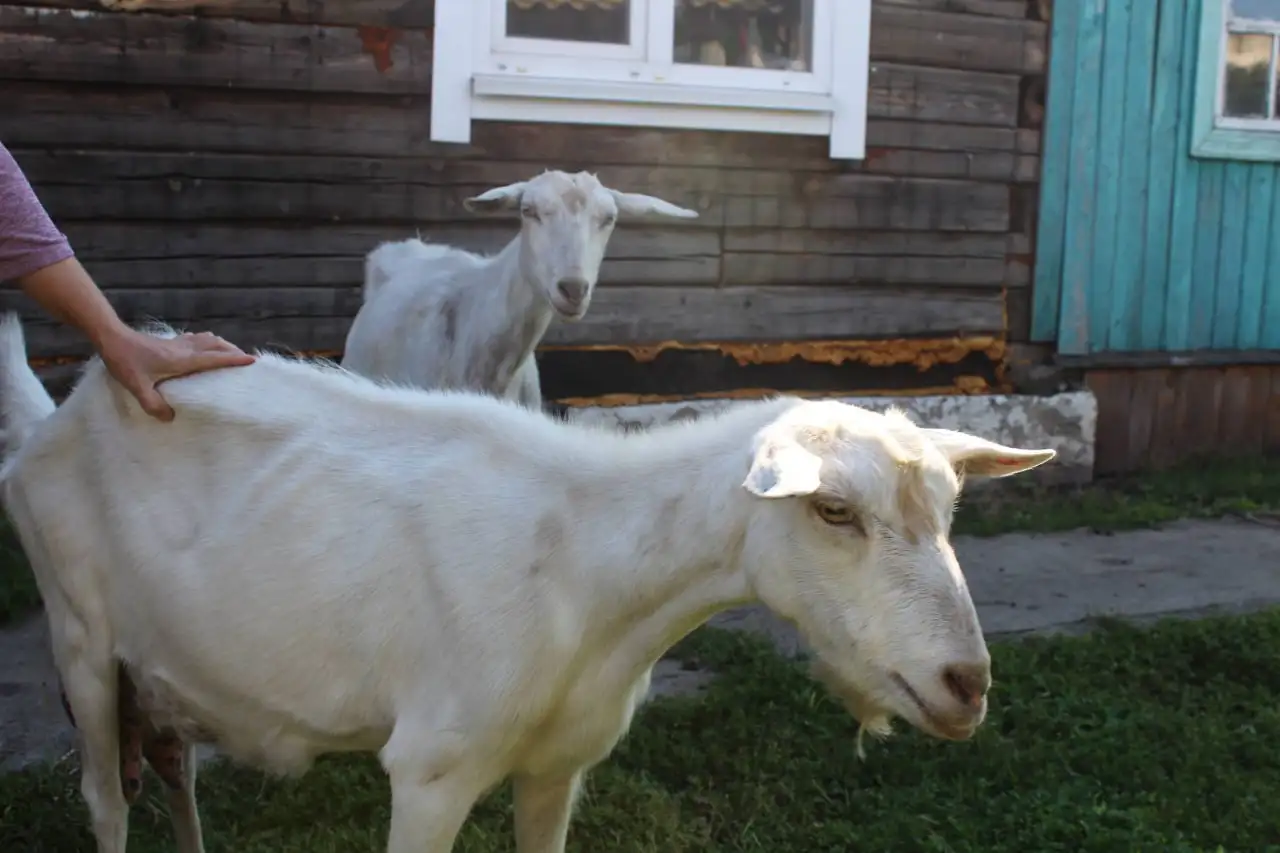 Фото: Telegram-канал «МВД 24»