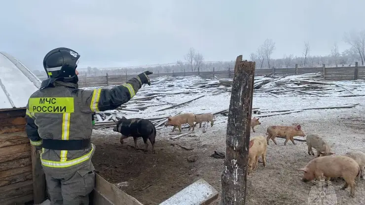 Красноярские пожарные спасли из огня 31 свинью