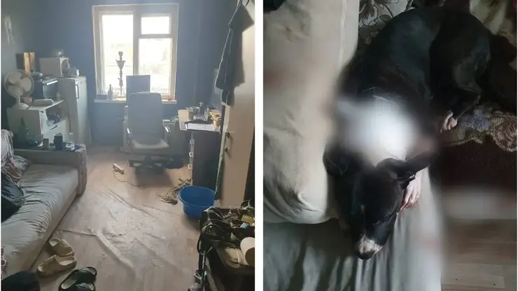 Красноярец не смог усыпить свою собаку и убил ее