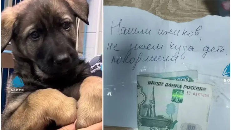 В Красноярске неизвестный оставляет щенков и 1000 рублей возле ветклиник