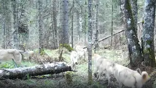 Самая крупная стая волков попала в фотоловушку на юге Красноярского края (видео)