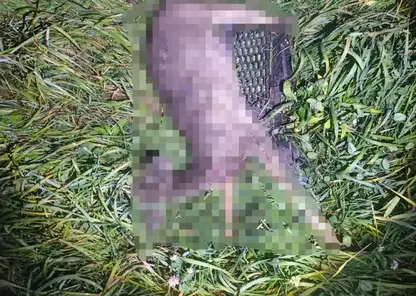 Погоня, переворот в кювет и туши косули: задержан подозреваемый в незаконной охоте в Каратузском округе
