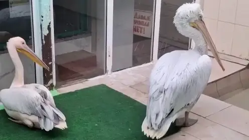 Обитатели омского зоопарка переехали в зимние вольеры