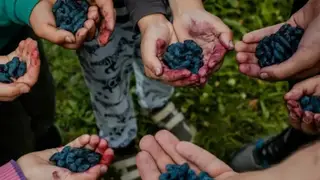 Томские ученые помогли «Северному саду» собрать рекордный урожай жимолости Томские ученые помогли «Северному саду» собрать рекордный урожай жимолости