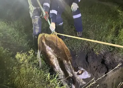 Провалившегося в яму домашнего телёнка вернули хозяину в Красноярском крае