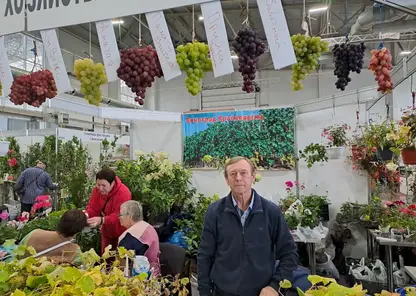 Выращенный в Сибири виноград могут попробовать красноярцы на осенней ярмарке