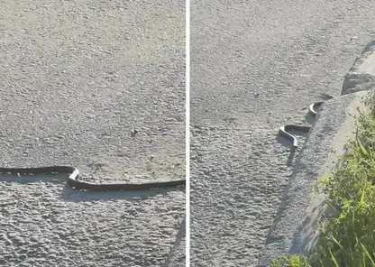 Черные змеи терроризируют детскую площадку в Новосибирске: местные жители в панике