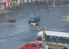 В сети завирусилось видео с переходящими дорогу по светофору коровами в Красноярском крае