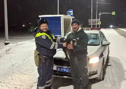 Госавтоинспекторы спасли потерявшегося ягненка в Красноярском крае