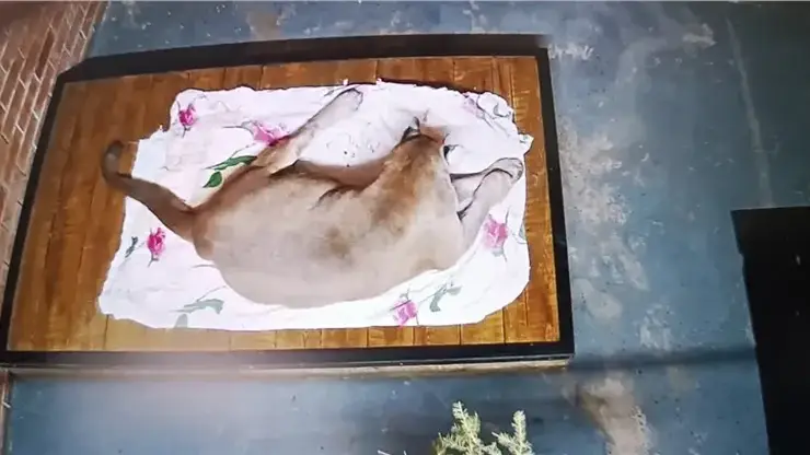 Самец пумы заболел в красноярском зоопарке (видео)