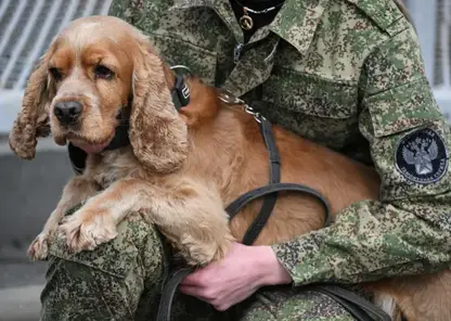 Служебные собаки сибирской таможни предотвратили более 1700 правонарушений за год