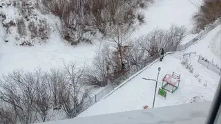 Жители Солонцов под Красноярском рассказали о нападении стаи собак на детей