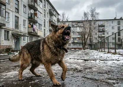 Собака на самовыгуле укусила девочку за лицо в Томске