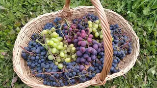 60 сортов винограда вырастил садовод из Красноярска Сергей Будрис