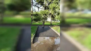 Дерево в асфальте: глава Красноярска раскритиковал работу подрядчиков, «заковавших» дерево в асфальт