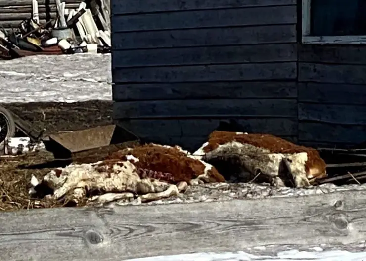 Фермеры превратили свой двор и окрестности в кладбище животных в Малом Улуе