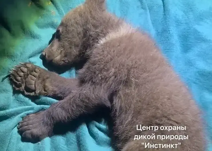 Двух медвежат насмерть сбили на трассе под Красноярском (видео)