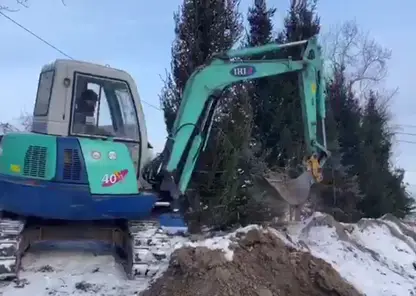 На Николаевском проспекте начали высаживать ели