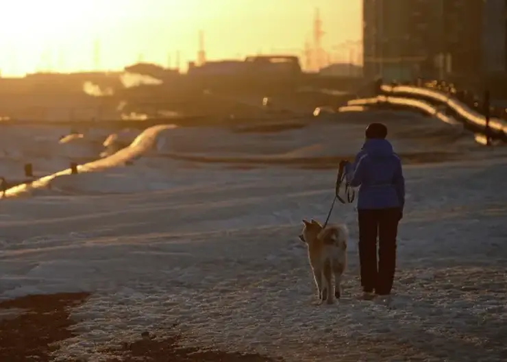 Ученые отметили улучшение состояния растительности и почв на территориях Норильского промрайона Красноярского края