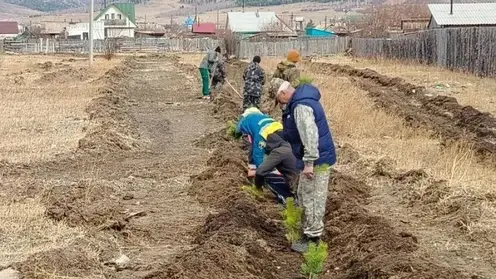 Забайкалье оказалось в числе лидеров в стране по объёму восстановления леса