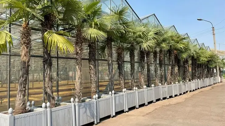 Пальмы и туи вернулись на улицы Красноярска после зимовки (видео)