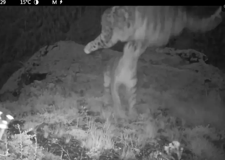 На юге Красноярского края шалости ирбиса Таджички и ее котят покорили соцсети