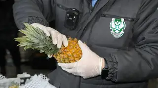 Заражённые ананасы и капуста из Китая остановлены на въезде в Красноярск Заражённые ананасы и капуста из Китая остановлены на въезде в Красноярск