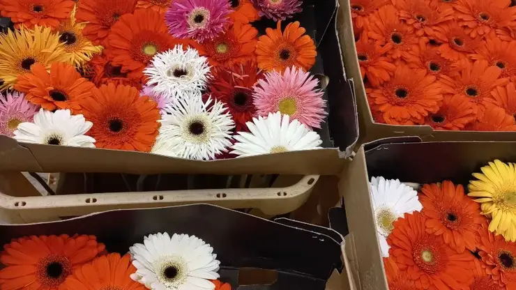 47 тонн свежих цветов завезли в Красноярский край к 1 сентября