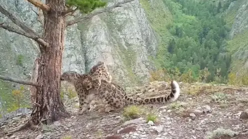 В Саяно-Шушенском заповеднике в фотоловушку попали игривые котята снежного барса