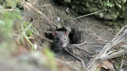 Крысы могли сожрать асфальт в Кемерове