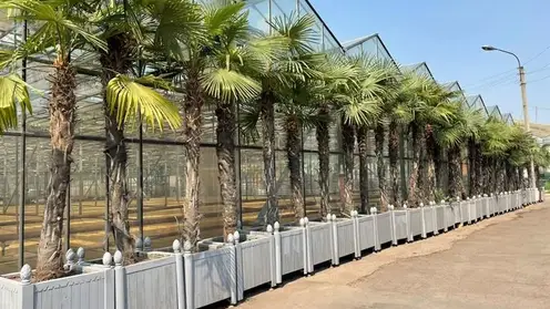 Пальмы и туи вернулись на улицы Красноярска после зимовки (видео)