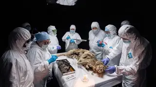 В Якутии нашли мумию древнего волка: ей более 44 тысяч лет