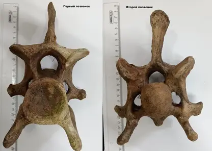 Позвонки доисторического гиганта нашли в Красноярском крае