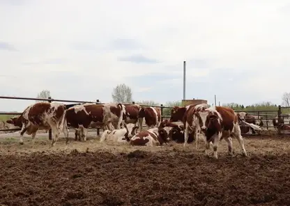 Ветераны СВО могут получить грант на развитие агробизнеса в Красноярском крае