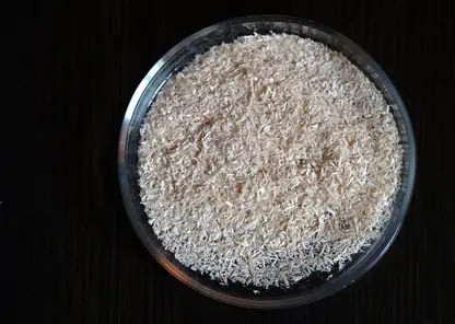 Сибирская ель поможет очистить воду от токсичных металлов