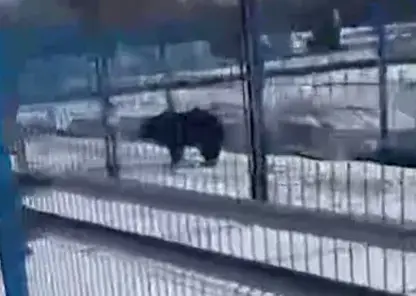 В Амурской области медведь забрел на территорию космодрома Восточный и заблудился