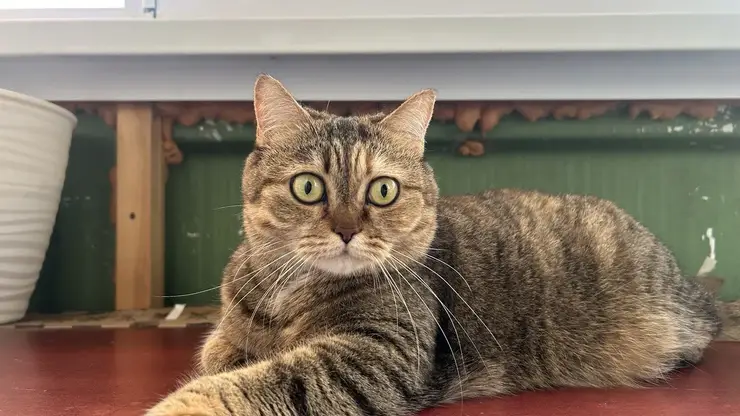 Трёхцветные кошки — почти всегда девочки, а рыжие коты — мальчики. Учёные рассказали интересные факты о котах и кошатниках