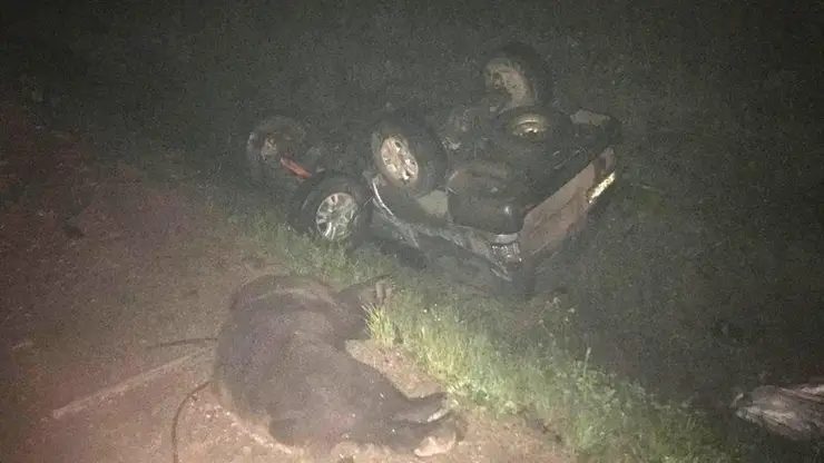 В Иркутской области столкнулись два автомобиля и медведь 