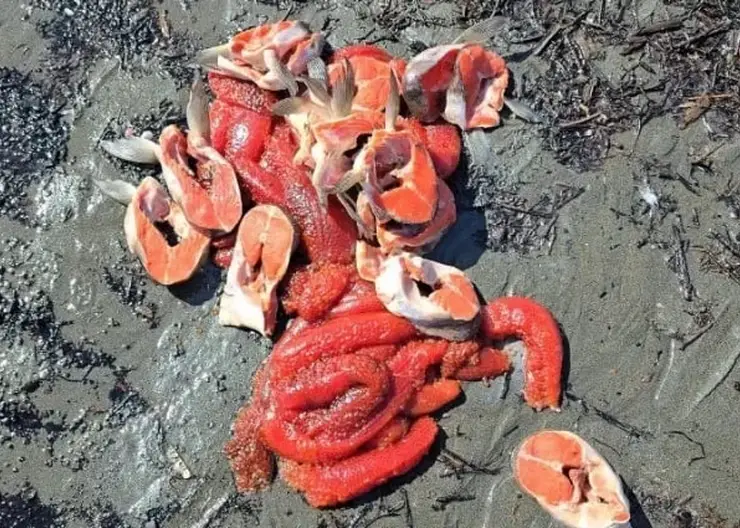 Лосось рекой, а красная икра - в помойку: красноярка рассказала, чем ее шокирует рыбалка на Аляске