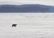 Белый медведь напал на семью во время рыбалки на севере Красноярского края